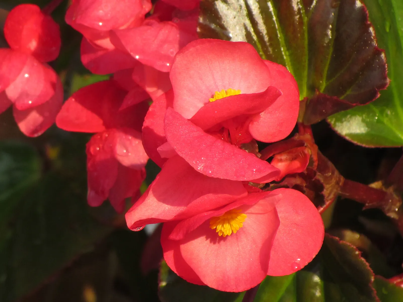 Begonia Cultivars (Begonia hybrid) — perennial for half or shade; and textured landscape throughout the warmer months, image 72