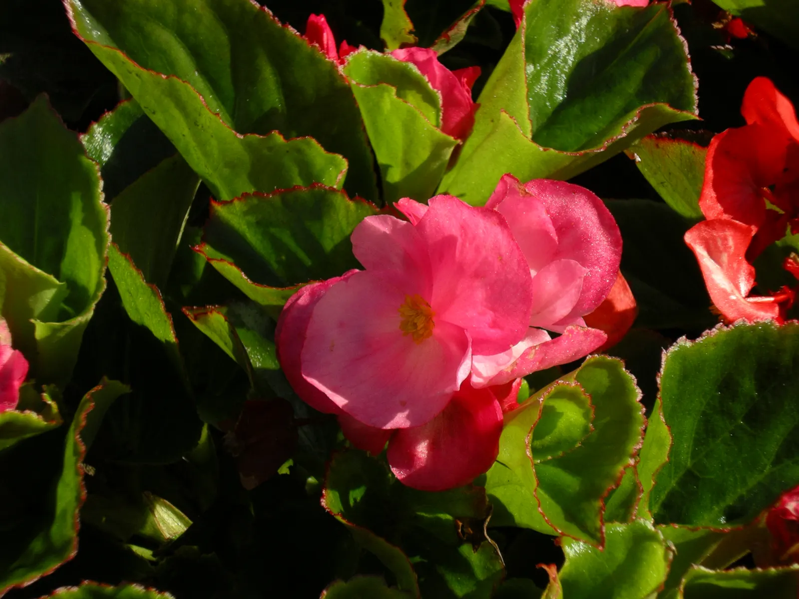 Begonia Cultivars (Begonia hybrid) — consider their need for moisture: consistent watering is crucial; ideal for borders, containers, and indoor, image 135