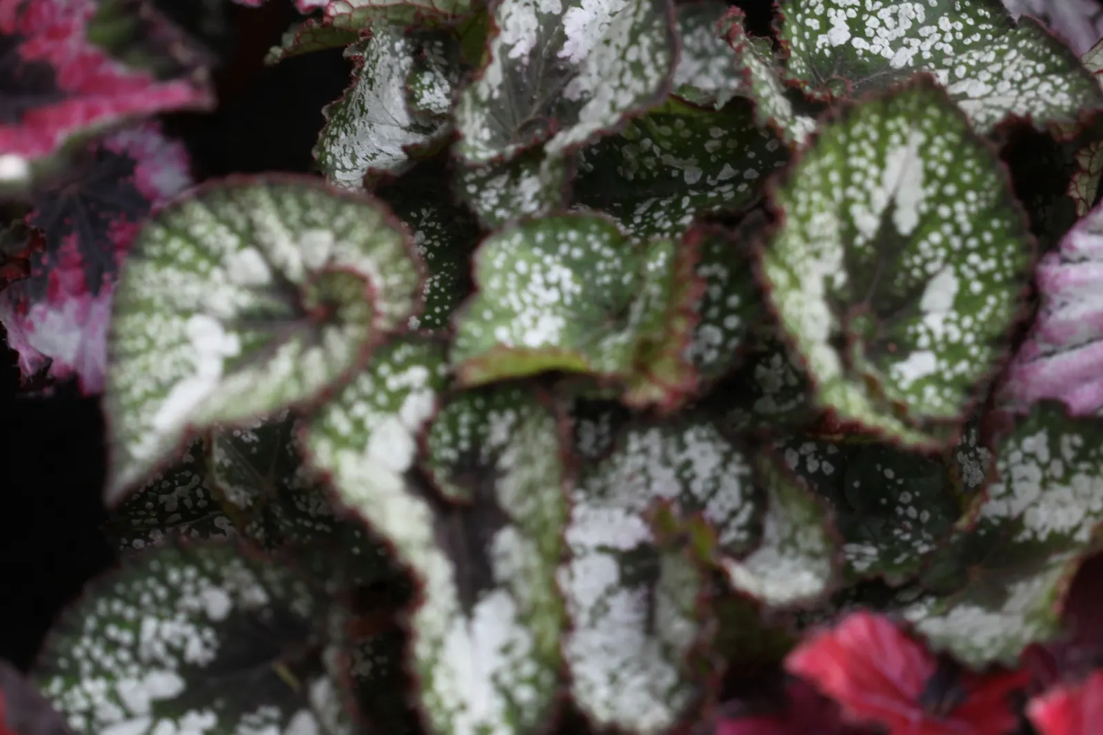 Begonia Cultivars (Begonia hybrid) — allowing them to suit both underplanting and focal point scenarios; these plants prefer morning sun with, image 57