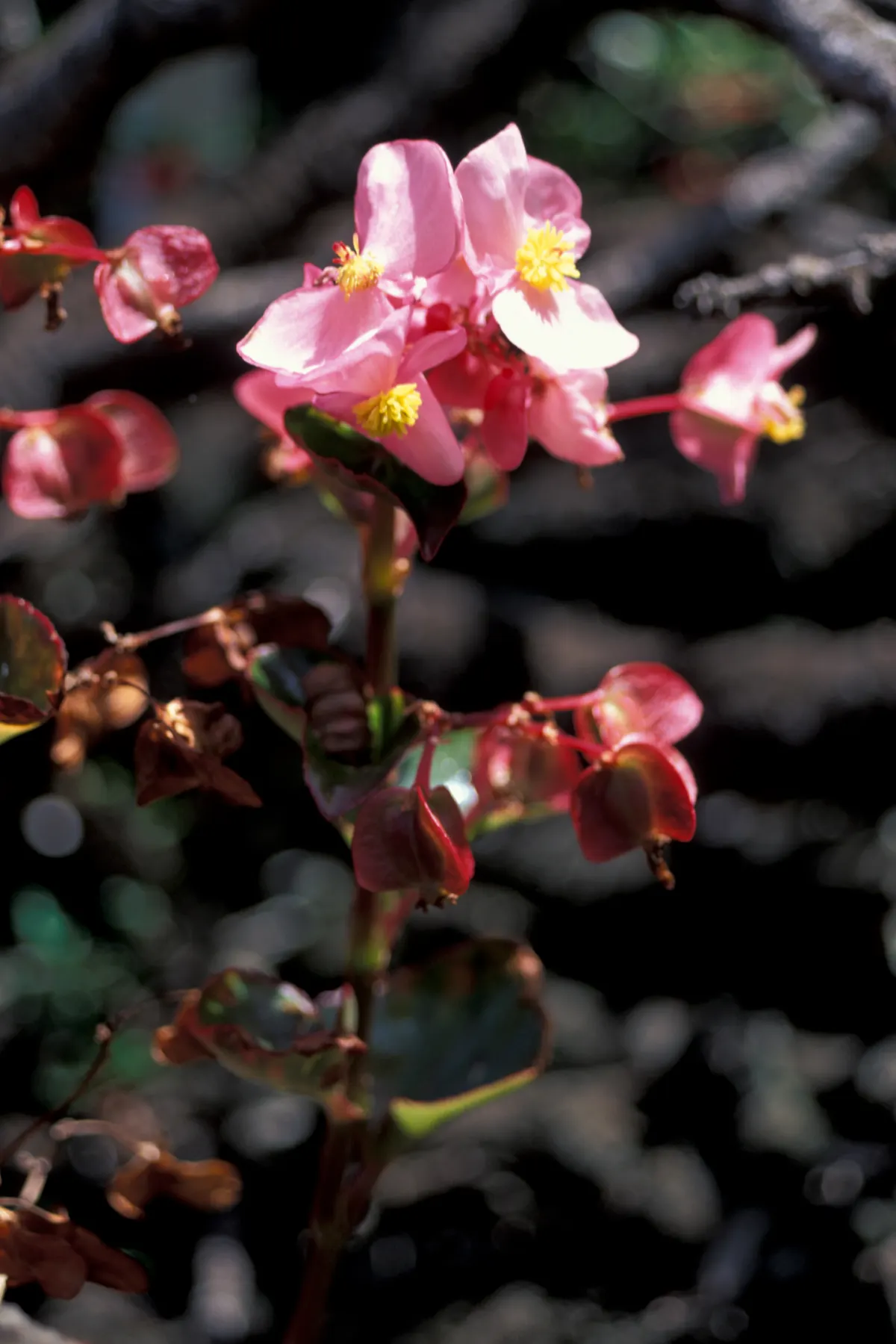 Begonia Cultivars (Begonia hybrid) — allowing them to suit both underplanting and focal point scenarios; these plants prefer morning sun with, image 81