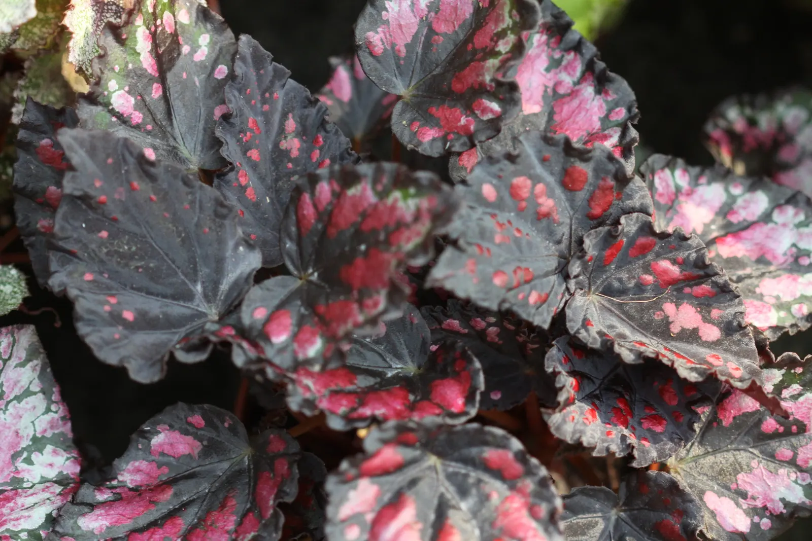 Begonia Cultivars (Begonia hybrid) — though they are mostly grown as annuals except in the warmest regions; characterized by their lush foliage and, image 59