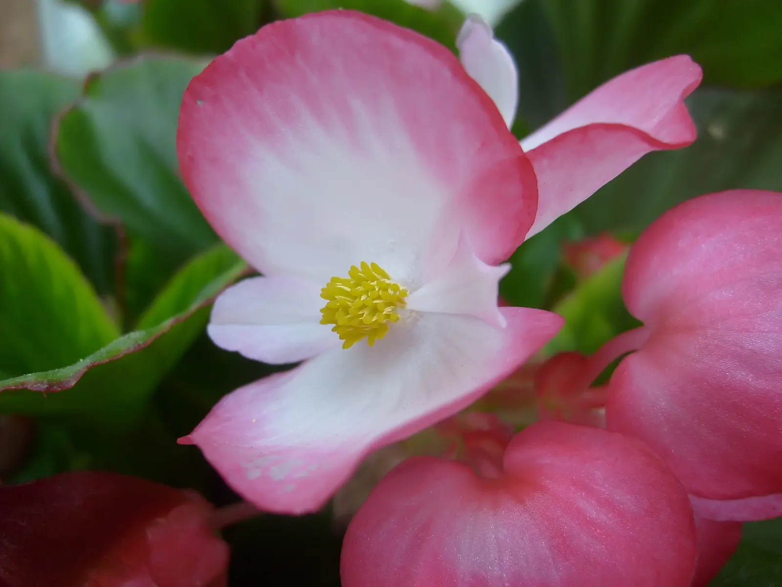 Begonia Cultivars (Begonia hybrid) — and remember that their flashy foliage can offset more subdued greenery with dynamic contrast; they range from, image 66