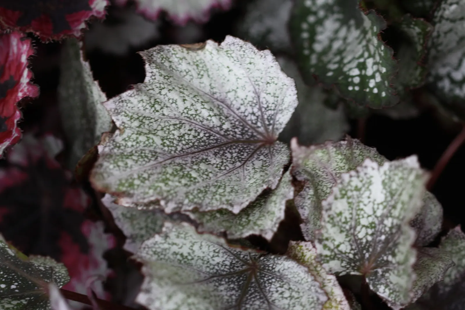 Begonia Cultivars (Begonia hybrid) — and they flourish in rich; but so is avoiding water-logged conditions that can lead to root rot, image 133