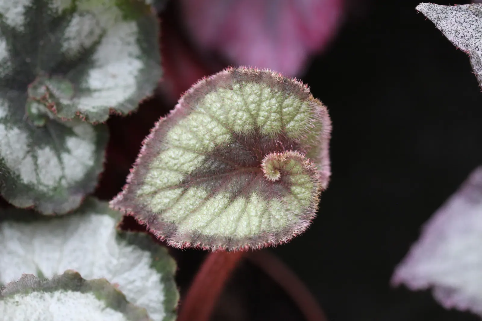 Begonia Cultivars (Begonia hybrid) — Ideal for borders, containers, and indoor displays, they offer versatility to any design; consider their need, image 54