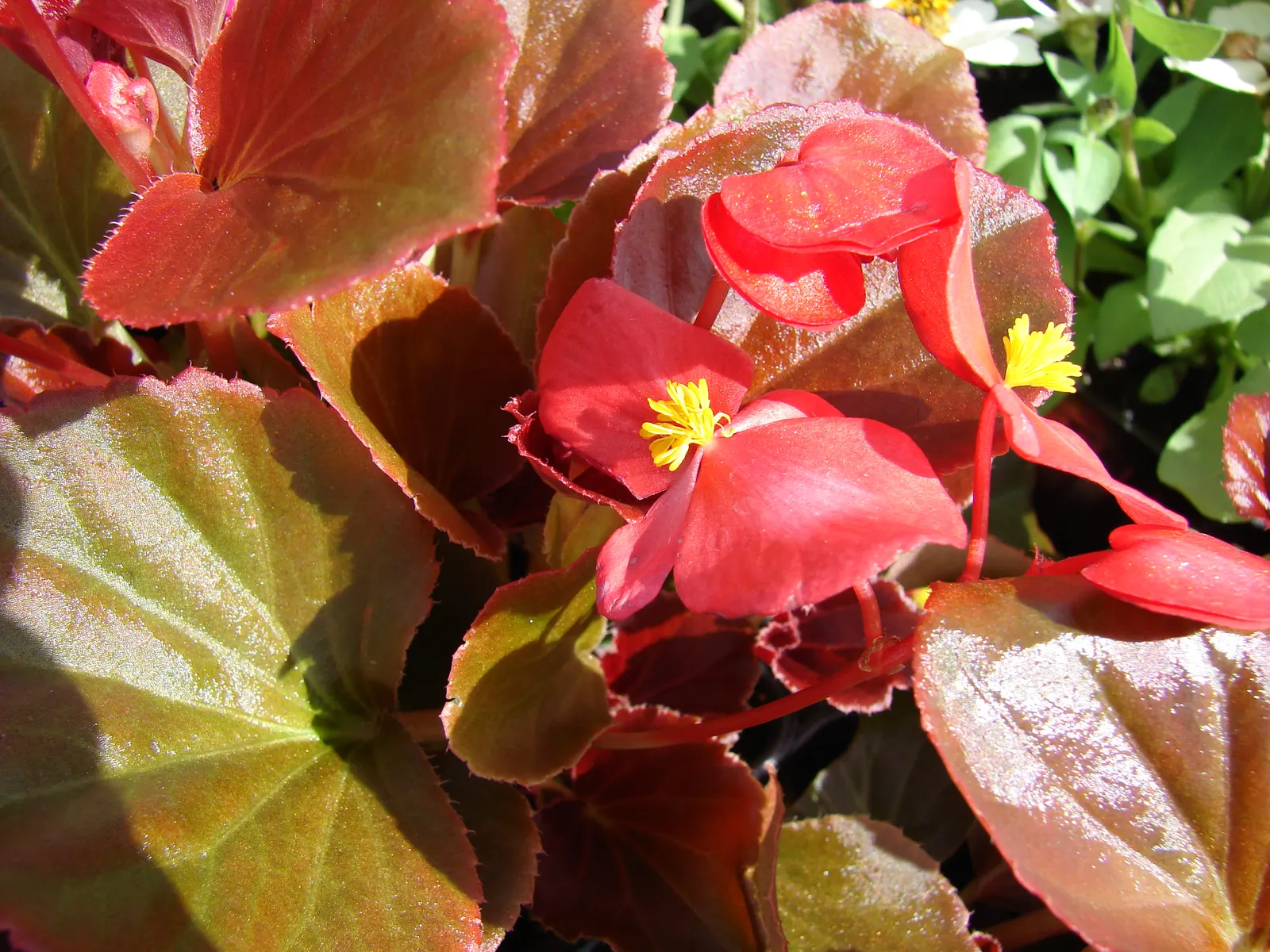 Begonia Cultivars (Begonia hybrid) — though they are mostly grown as annuals except in the warmest regions; characterized by their lush foliage and, image 83