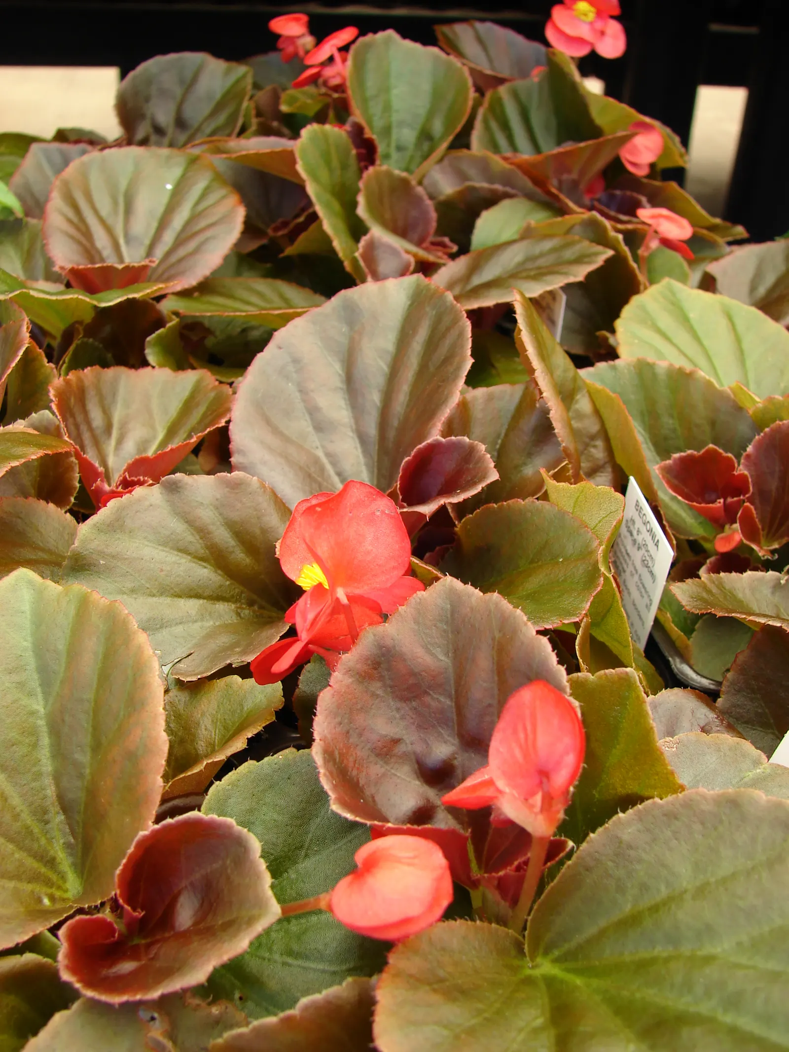 Begonia Cultivars (Begonia hybrid) — They thrive in USDA hardiness zones 3 through 11; presented in hanging baskets or containers, image 130