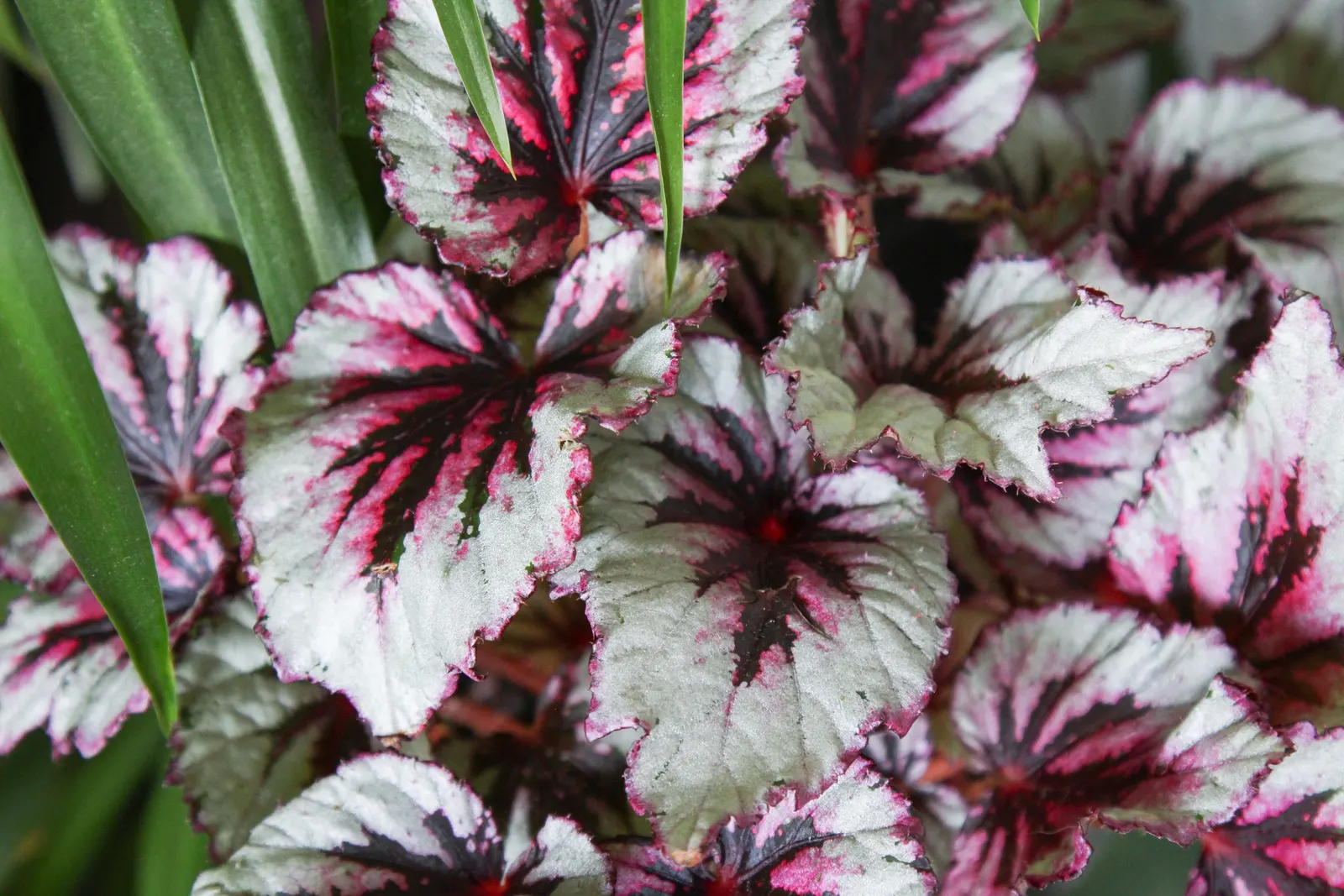 Begonia Cultivars (Begonia hybrid) — perennial with pink and red and white blooms; well-draining soil.<br><br>When factoring Begonias into a design, image 71