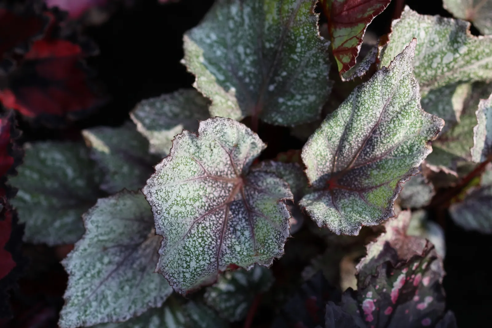 Begonia Cultivars (Begonia hybrid) — they offer a magnificent variety of foliage colors; noted for their striking leaf patterns and colors, they, image 56
