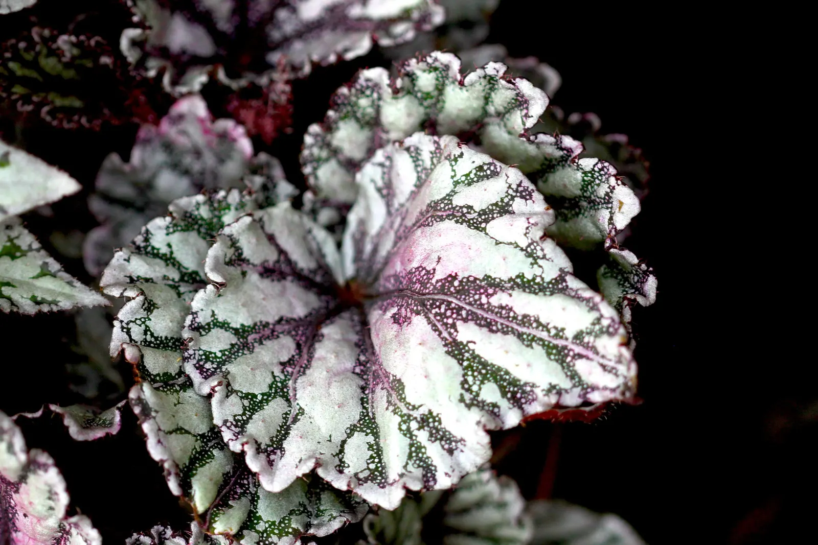 Begonia Cultivars (Begonia hybrid) — These plants prefer morning sun with afternoon shade; allowing them to suit both underplanting and focal point, image 84