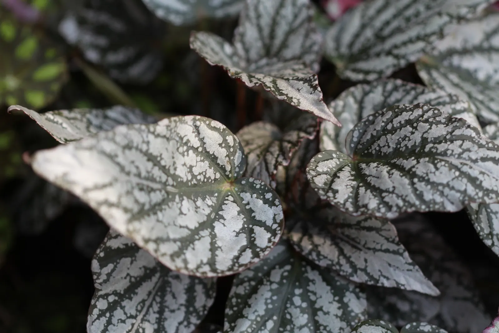 Begonia Cultivars (Begonia hybrid) — characterized by their lush foliage and vivid blooms; though they are mostly grown as annuals except in the, image 74