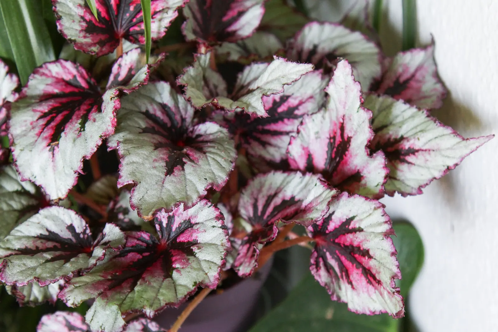 Begonia Cultivars (Begonia hybrid) — They thrive in USDA hardiness zones 3 through 11; presented in hanging baskets or containers, image 82