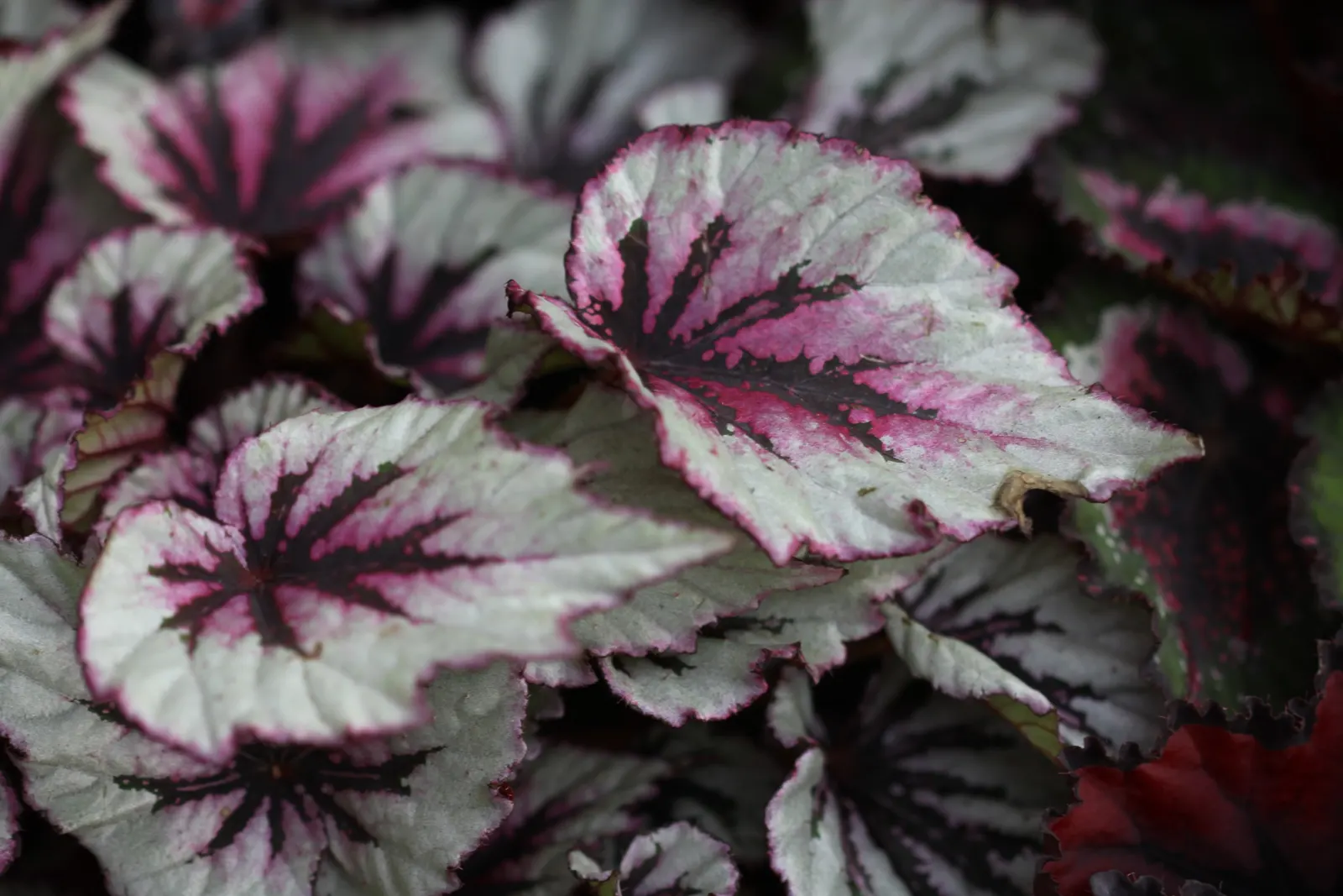 Begonia Cultivars (Begonia hybrid) — Noted for their striking leaf patterns and colors, they provide continuous interest from spring to fall; they, image 53