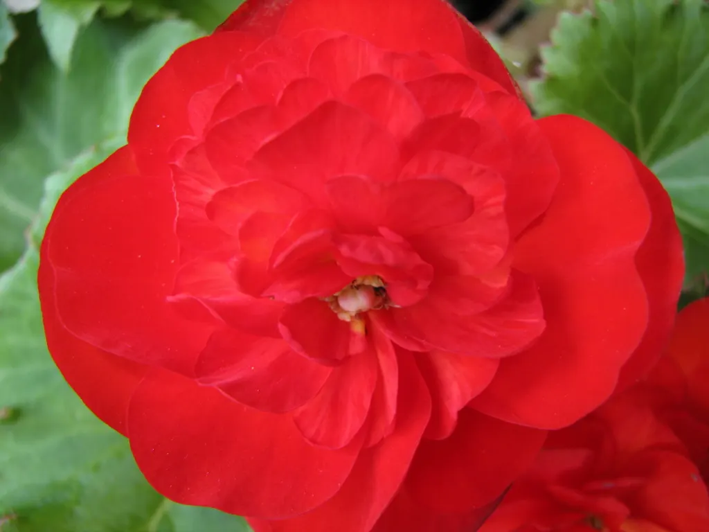 Begonia Cultivars (Begonia hybrid) — Begonia cultivars present a wide array of stunning and versatile options for any landscape design; pink and, image 55