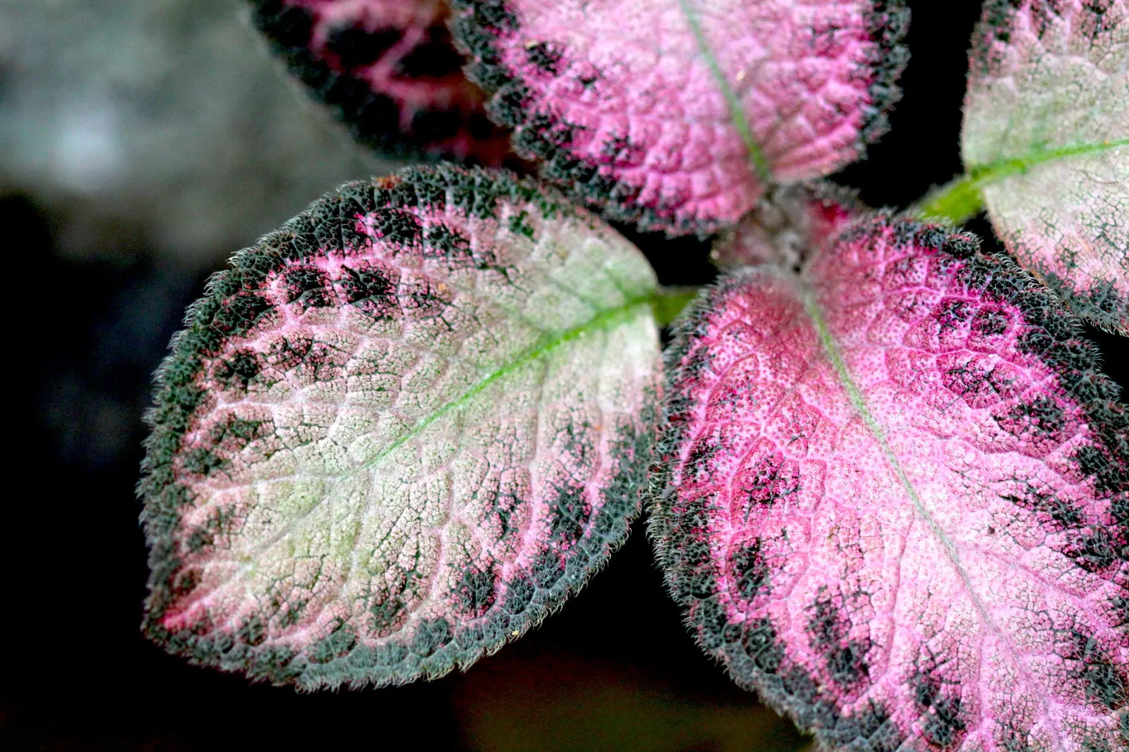 Begonia Cultivars (Begonia hybrid) — well-draining soil.<br><br>When factoring Begonias into a design; perennial with pink and red and white blooms, image 86