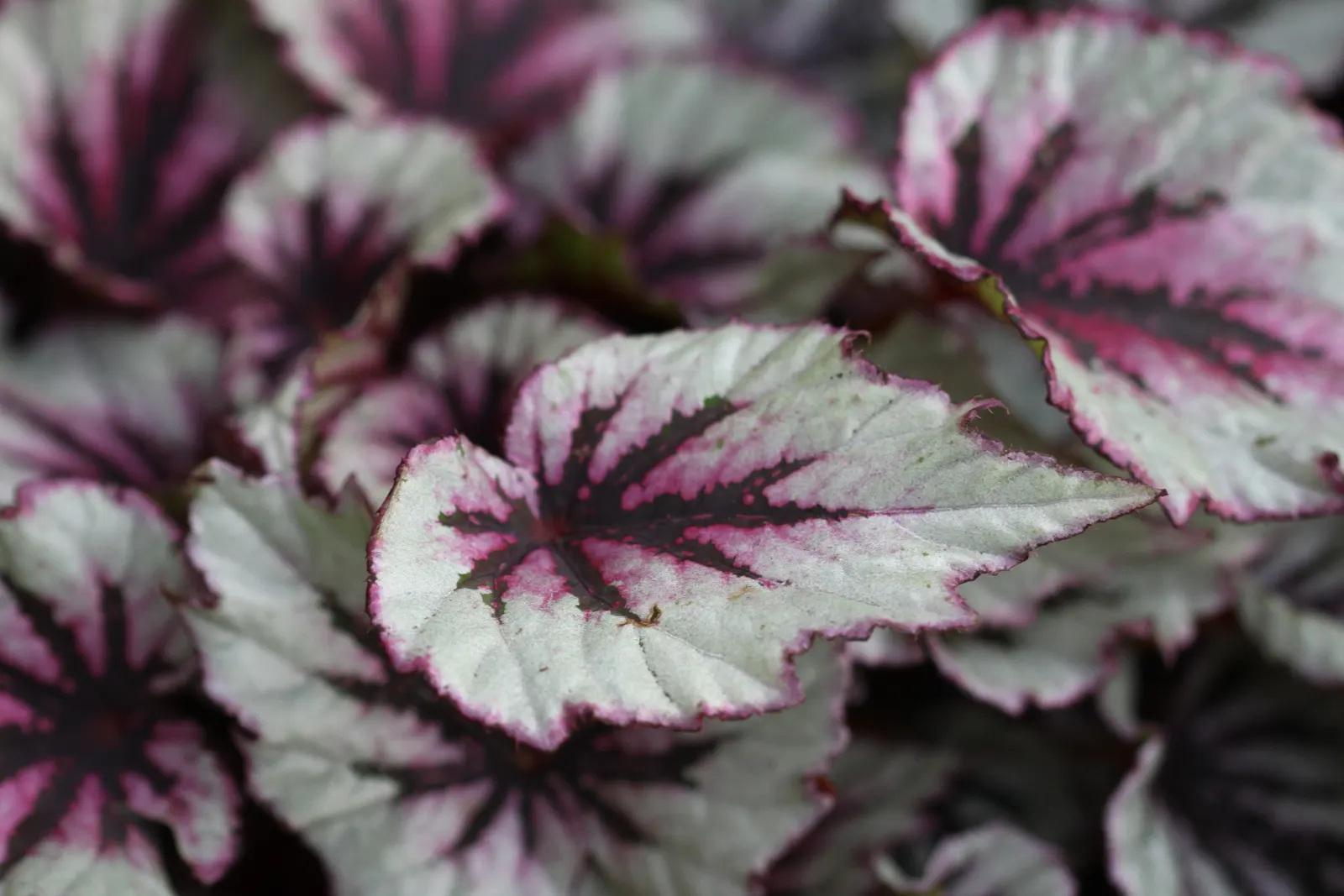 Begonia Cultivars (Begonia hybrid) — These plants prefer morning sun with afternoon shade; allowing them to suit both underplanting and focal point, image 60