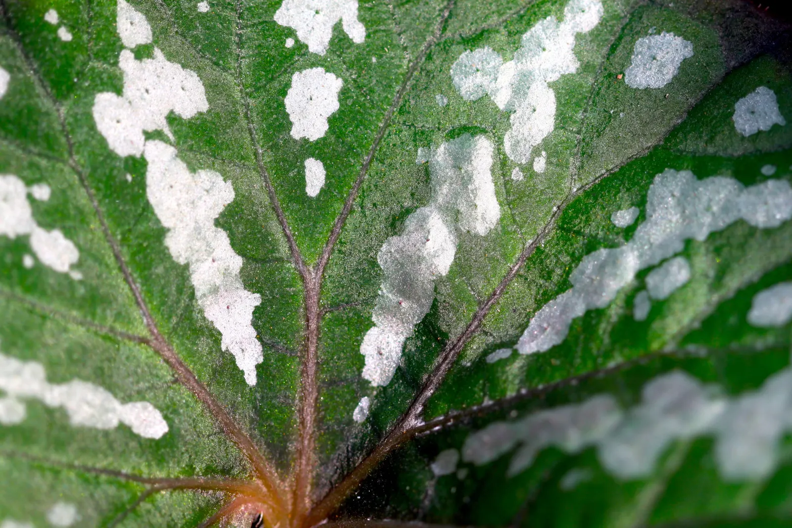 Begonia Cultivars (Begonia hybrid) — Noted for their striking leaf patterns and colors, they provide continuous interest from spring to fall; they, image 77