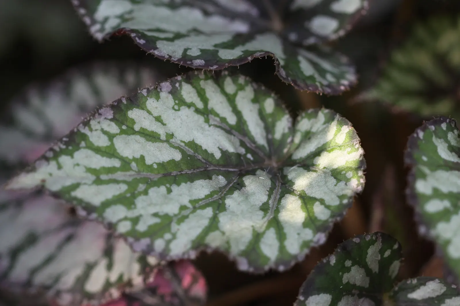 Begonia Cultivars (Begonia hybrid) — These plants prefer morning sun with afternoon shade; allowing them to suit both underplanting and focal point, image 132