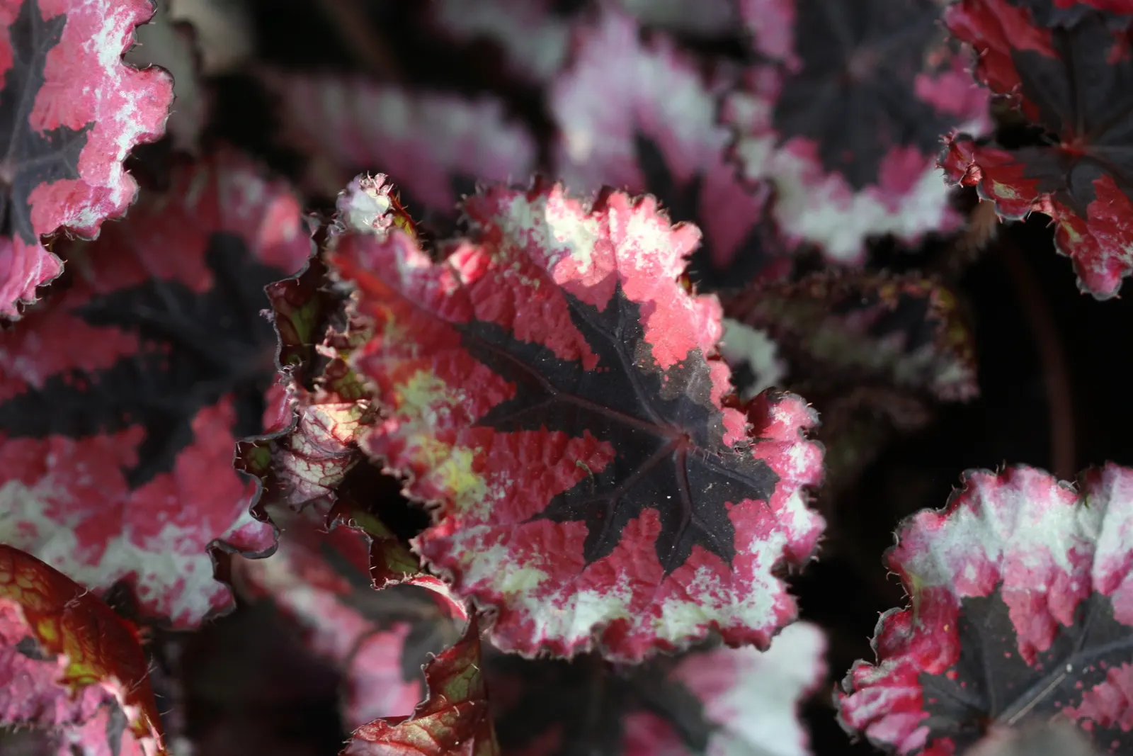 Begonia Cultivars (Begonia hybrid) — and they flourish in rich; but so is avoiding water-logged conditions that can lead to root rot, image 61