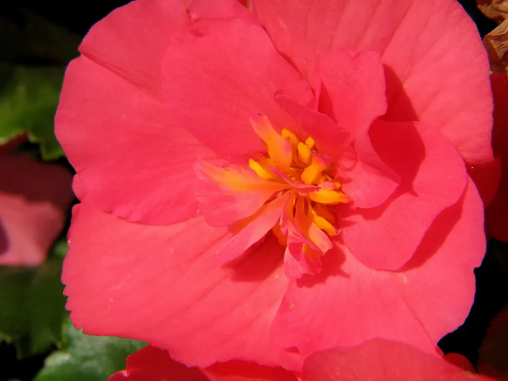 Begonia Cultivars (Begonia hybrid) — They range from 6 inches to 3 feet in height and spread approximately 6 to 18 inches wide; and remember that, image 75