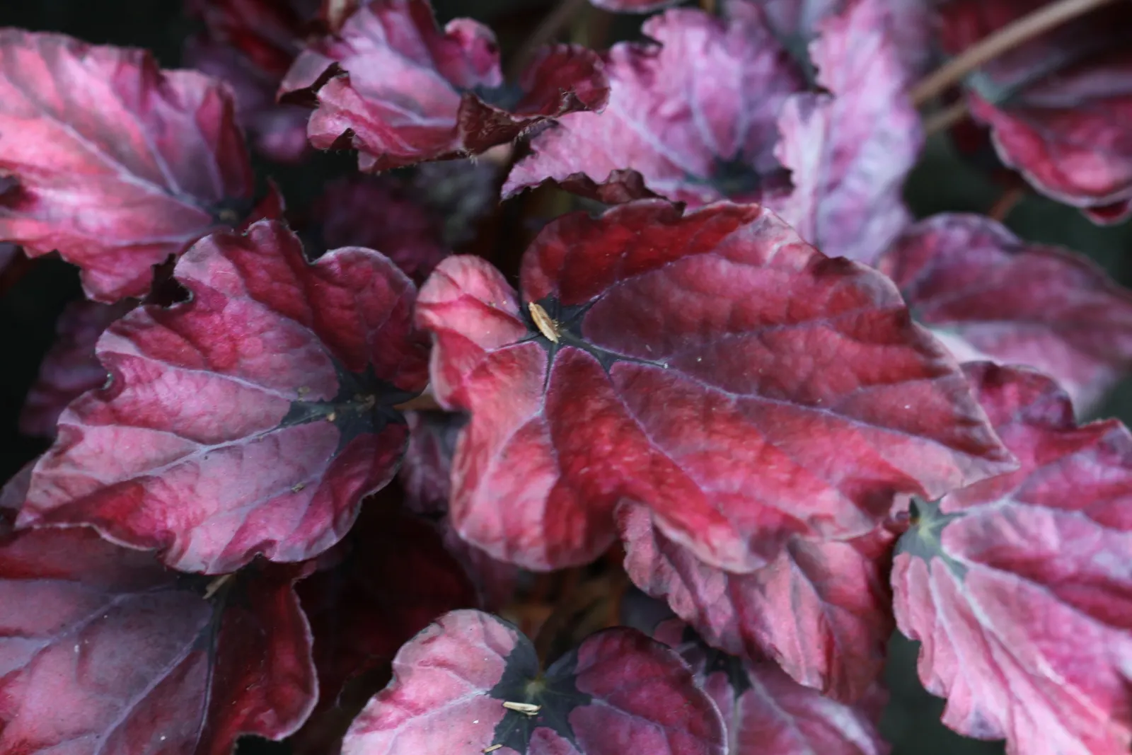 Begonia Cultivars (Begonia hybrid) — pink and red and white flowers in the garden; begonia cultivars present a wide array of stunning and versatile, image 70