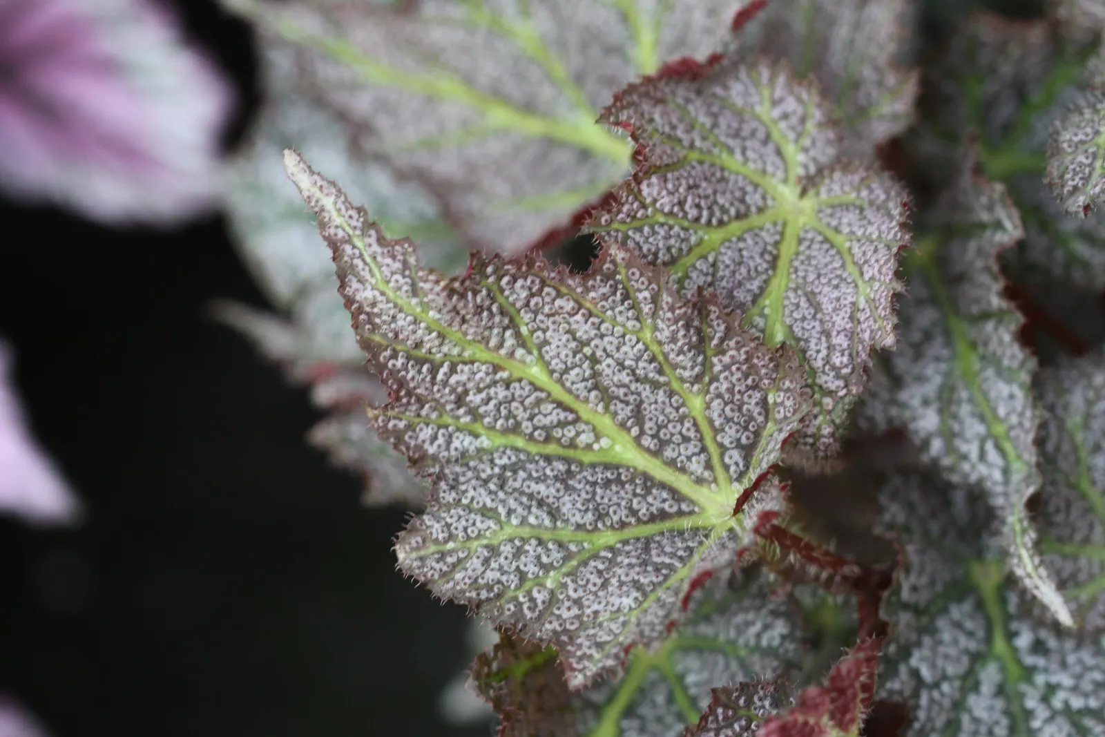 Begonia Cultivars (Begonia hybrid) — They thrive in USDA hardiness zones 3 through 11; presented in hanging baskets or containers, image 58