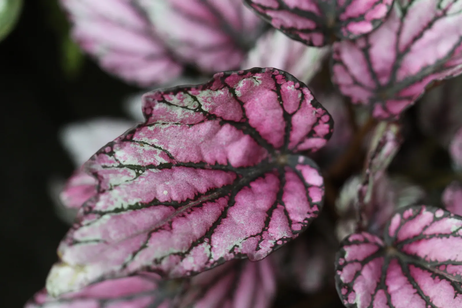 Begonia Cultivars (Begonia hybrid) — incorporate mass plantings in borders or as bedding plants; and ensure they are aware of the Begonias', image 137