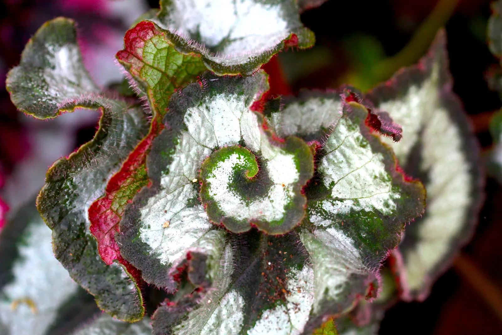 Begonia Cultivars (Begonia hybrid) — they offer a magnificent variety of foliage colors; noted for their striking leaf patterns and colors, they, image 128