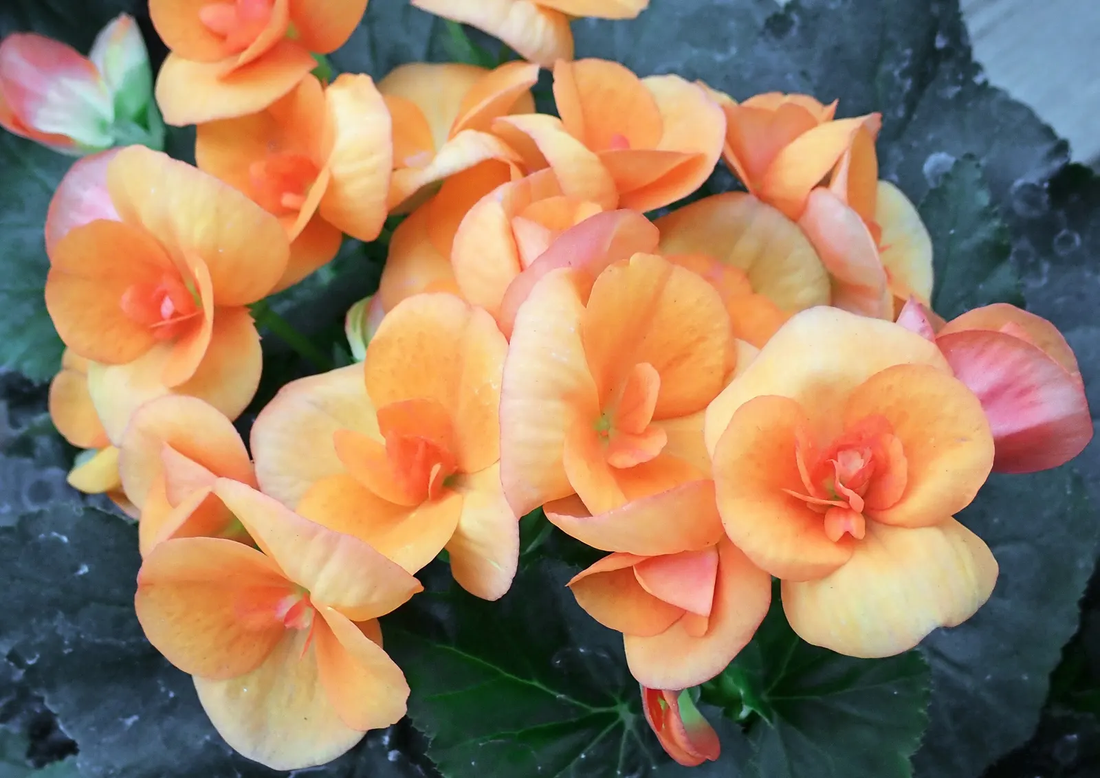 Begonia Cultivars (Begonia hybrid) — but so is avoiding water-logged conditions that can lead to root rot; and they flourish in rich, image 64