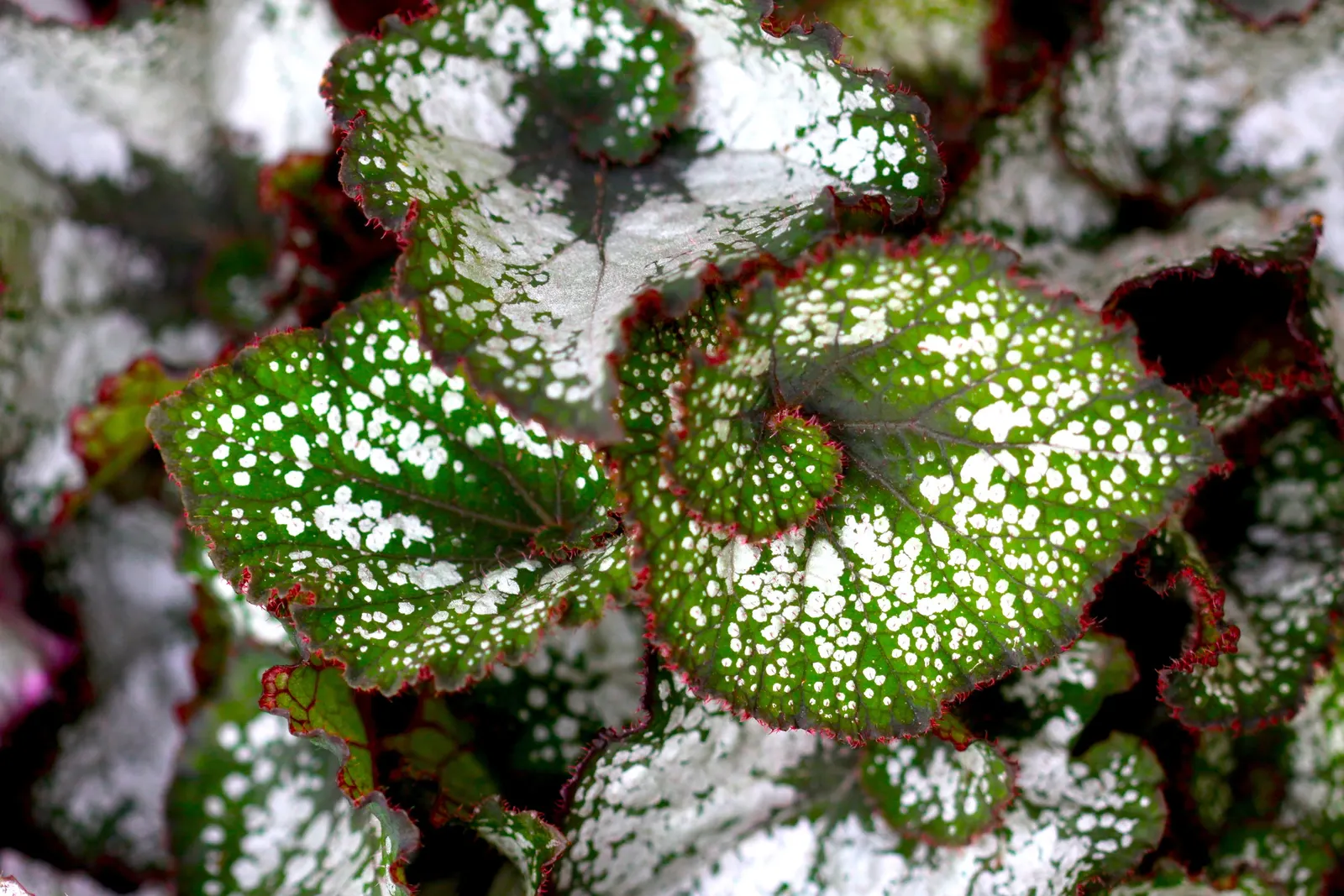 Begonia Cultivars (Begonia hybrid) — Ideal for borders, containers, and indoor displays, they offer versatility to any design; consider their need, image 78
