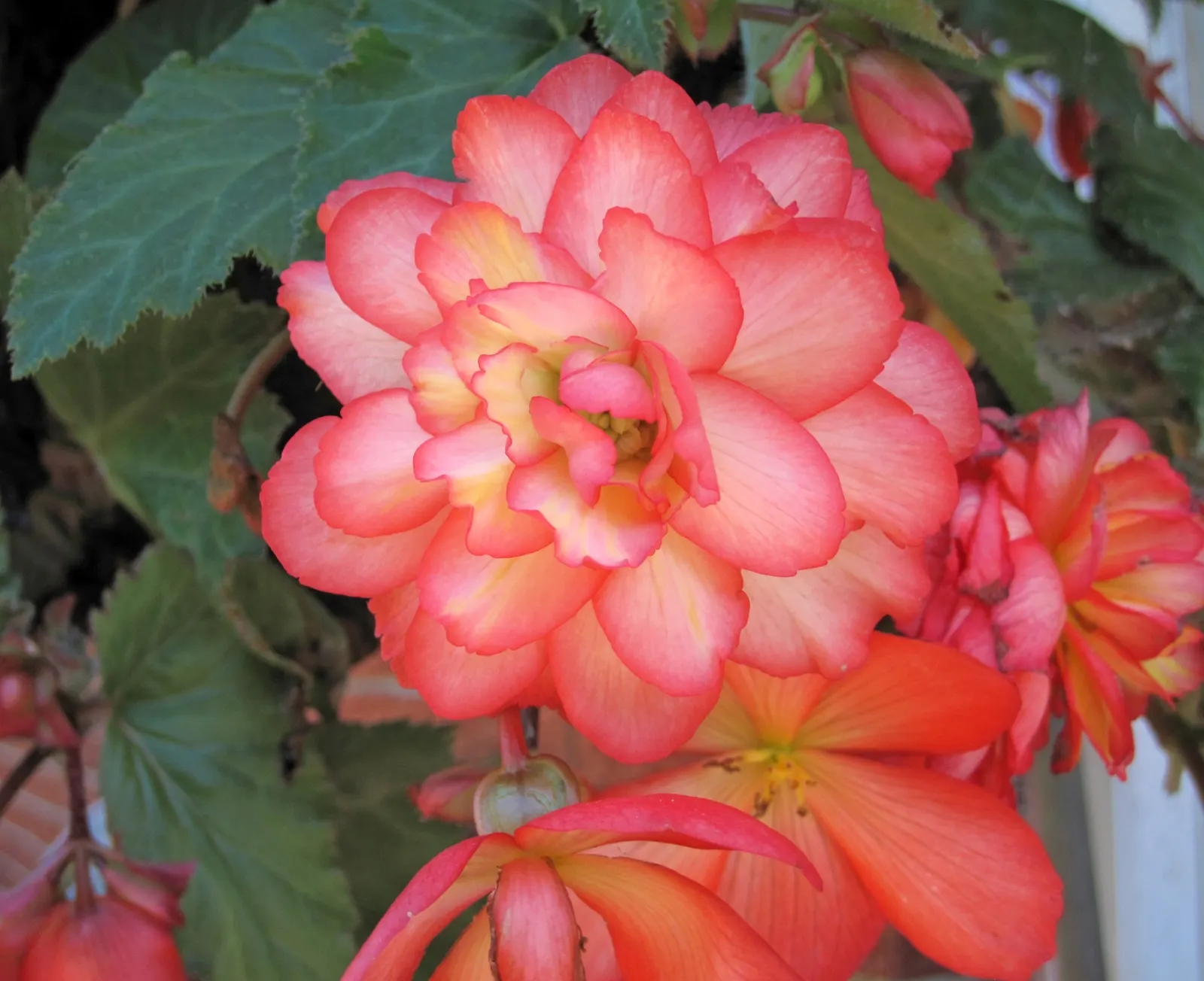 Begonia Cultivars (Begonia hybrid) — and they flourish in rich; but so is avoiding water-logged conditions that can lead to root rot, image 85