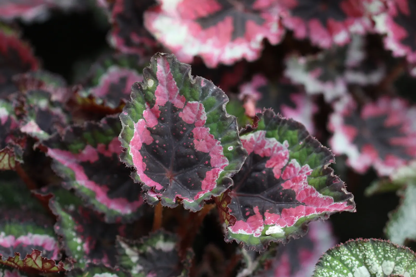 Begonia Cultivars (Begonia hybrid) — Begonia cultivars present a wide array of stunning and versatile options for any landscape design; pink and, image 127