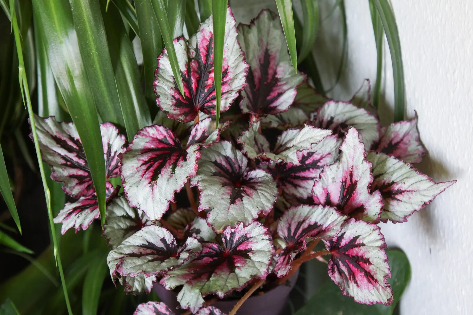 Begonia Cultivars (Begonia hybrid) — Begonia cultivars encompass a diverse group of ornamental plants; begonias prefer partial shade and, image 73