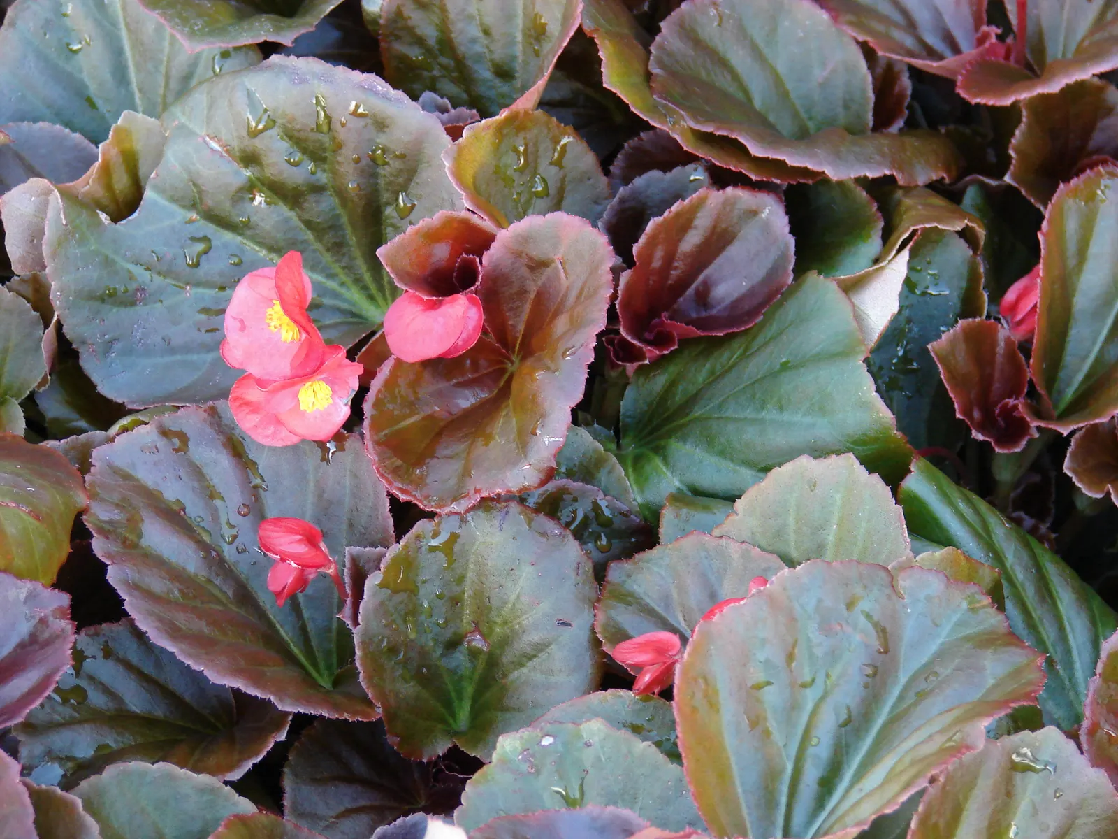 Begonia Cultivars (Begonia hybrid) — incorporate mass plantings in borders or as bedding plants; and ensure they are aware of the Begonias', image 65