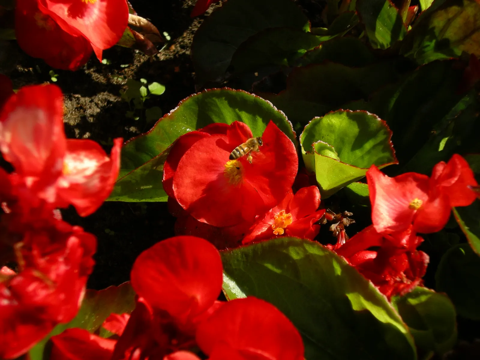 Begonia Cultivars (Begonia hybrid) — and ensure they are aware of the Begonias' inclination toward powdery mildew; incorporate mass plantings in, image 68