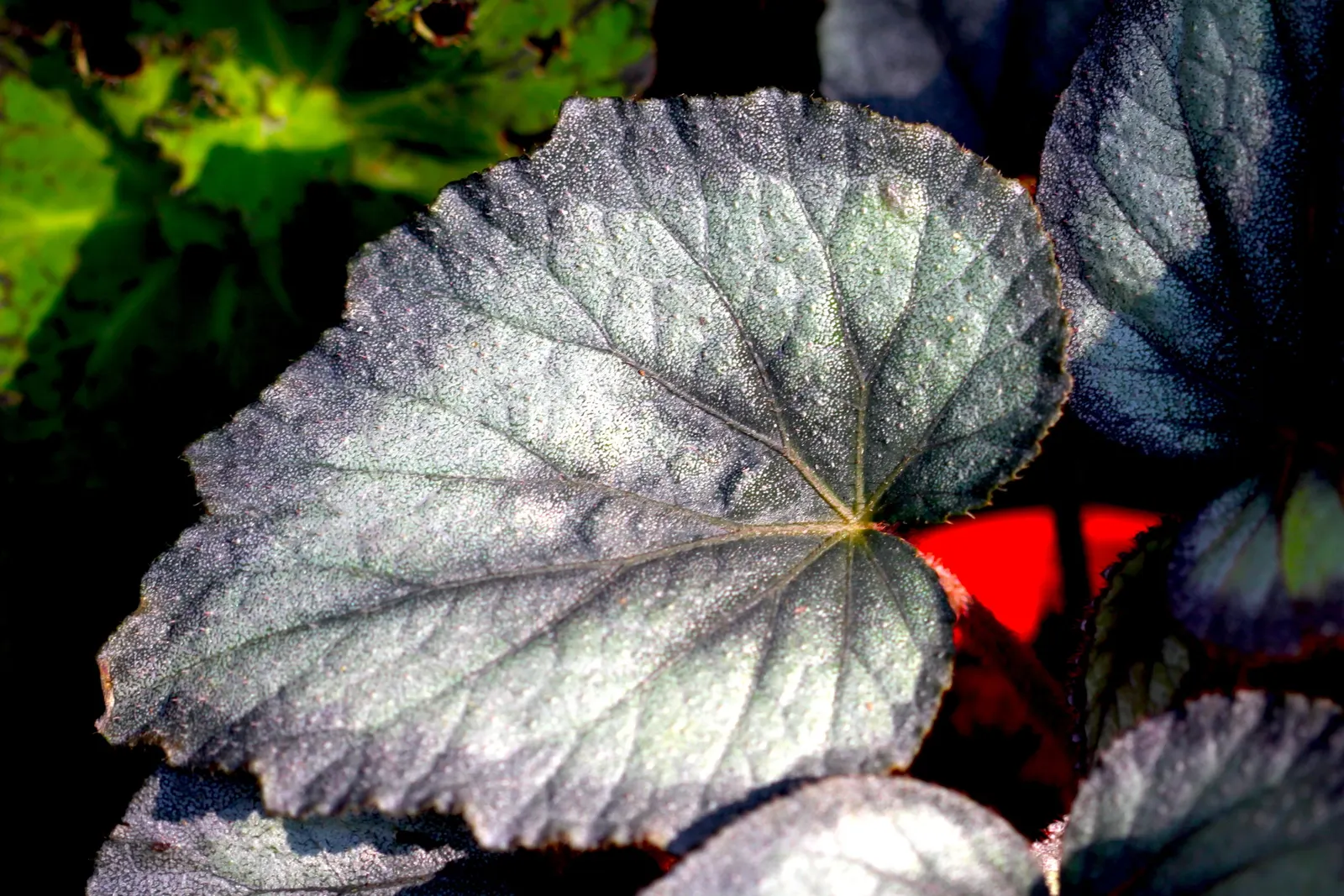 Begonia Cultivars (Begonia hybrid) — Ideal for borders, containers, and indoor displays, they offer versatility to any design; consider their need, image 126