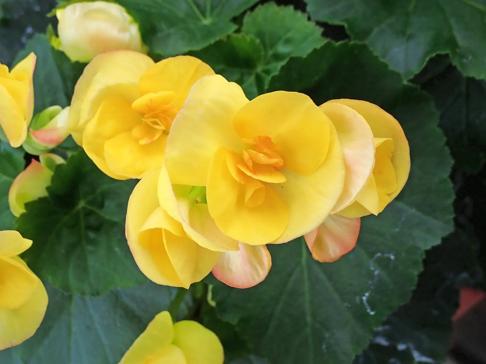 Begonia Cultivars (Begonia hybrid) — Noted for their striking leaf patterns and colors, they provide continuous interest from spring to fall; they, image 125