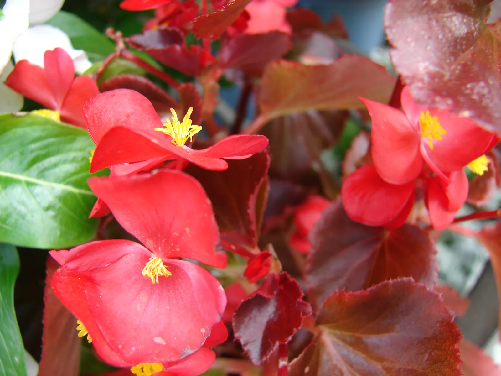 Begonia Cultivars (Begonia hybrid) — they offer a magnificent variety of foliage colors; noted for their striking leaf patterns and colors, they, image 80