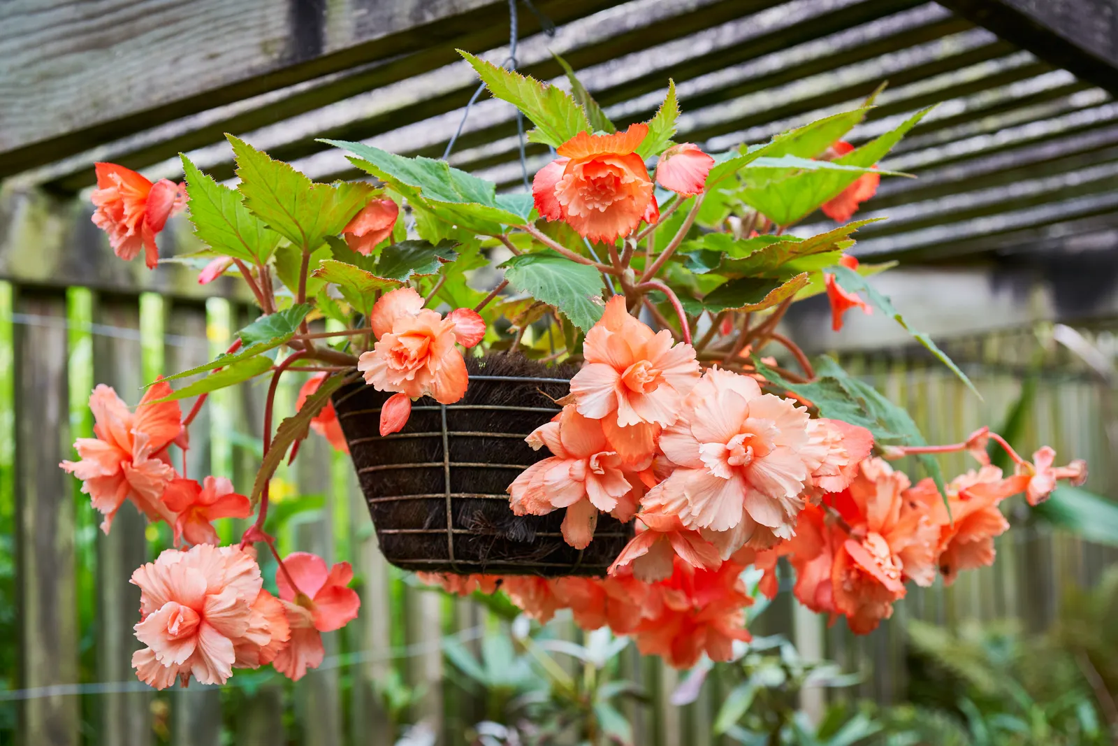 Begonia Cultivars (Begonia hybrid) — Presented in hanging baskets or containers; they thrive in USDA hardiness zones 3 through 11, image 91