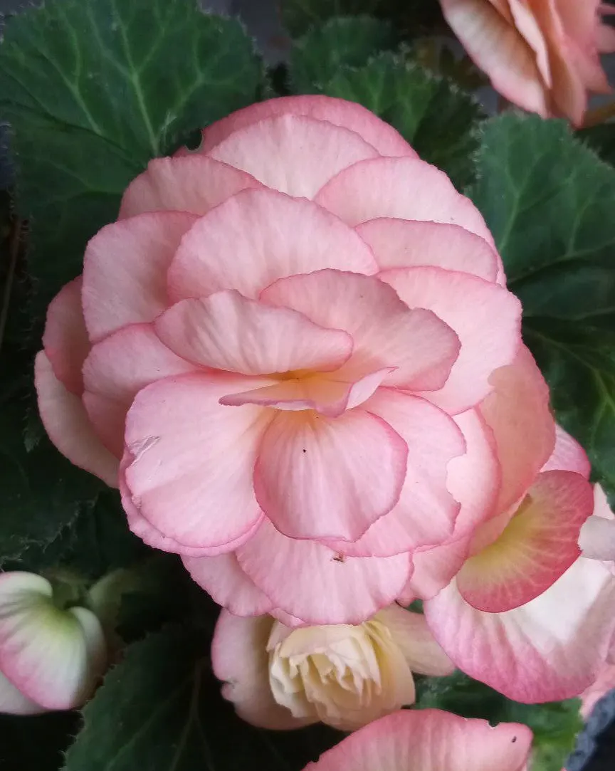 Begonia Cultivars (Begonia hybrid) — They range from 6 inches to 3 feet in height and spread approximately 6 to 18 inches wide; and remember that, image 99