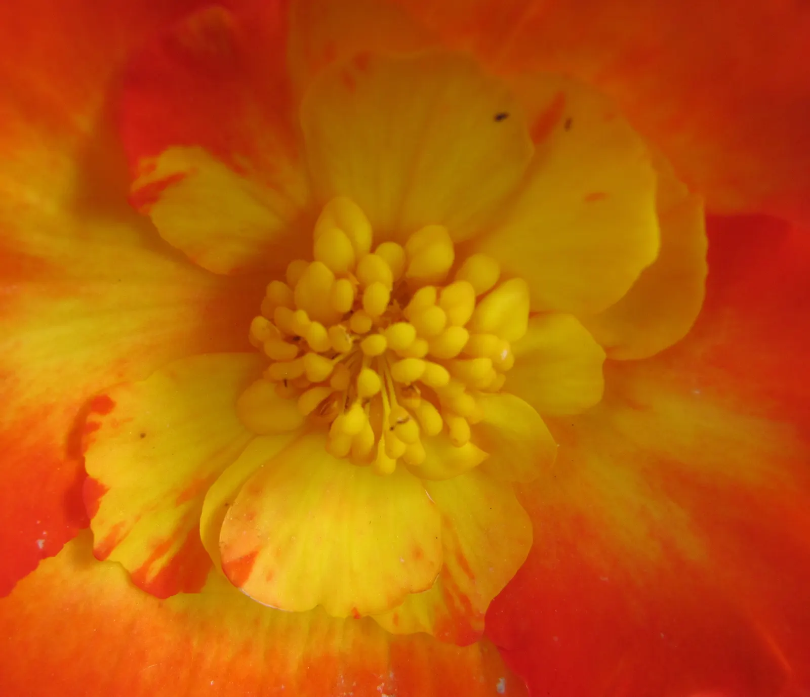 Begonia Cultivars (Begonia hybrid) — perennial for half or shade; and textured landscape throughout the warmer months, image 144