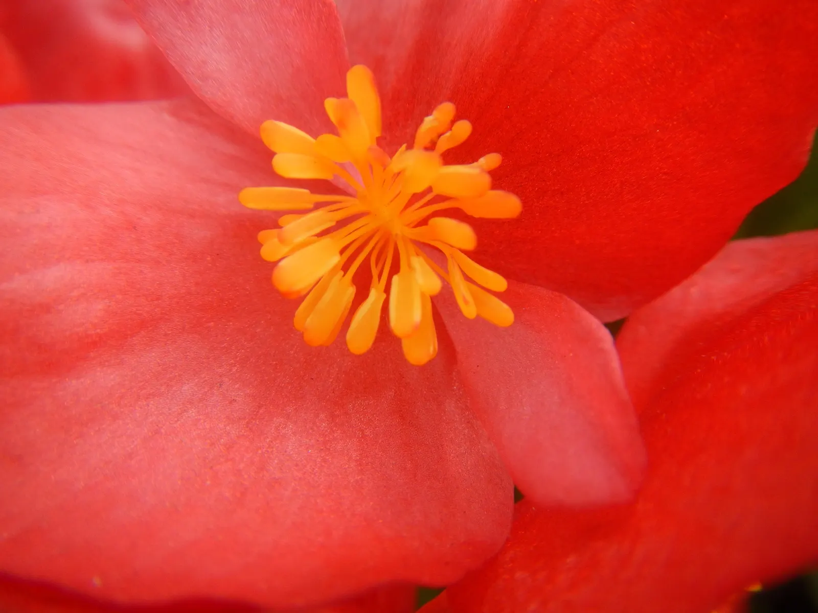 Begonia Cultivars (Begonia hybrid) — though they are mostly grown as annuals except in the warmest regions; characterized by their lush foliage and, image 107
