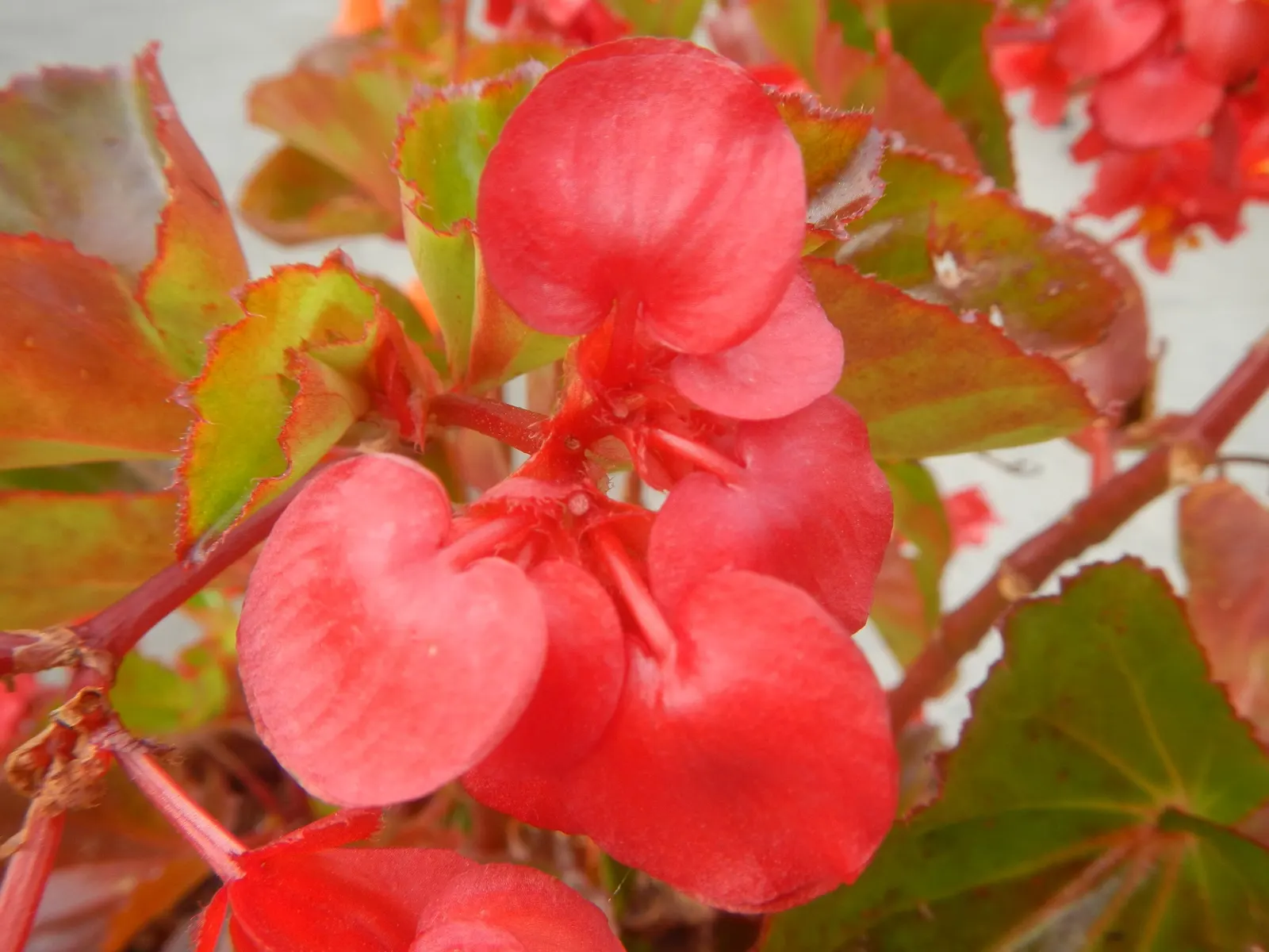 Begonia Cultivars (Begonia hybrid) — they offer a magnificent variety of foliage colors; noted for their striking leaf patterns and colors, they, image 104