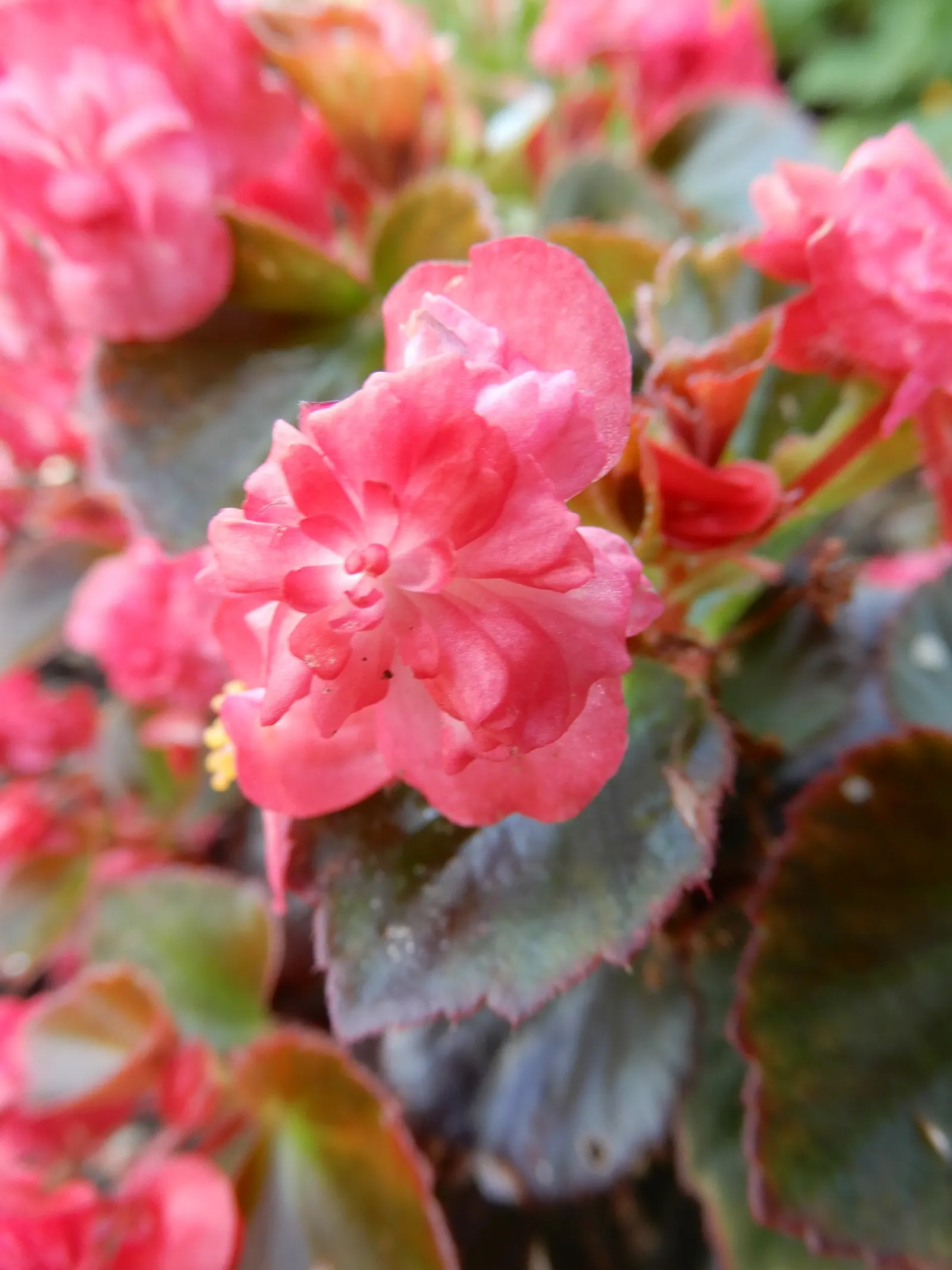 Begonia Cultivars (Begonia hybrid) — Begonia cultivars encompass a diverse group of ornamental plants; begonias prefer partial shade and, image 145