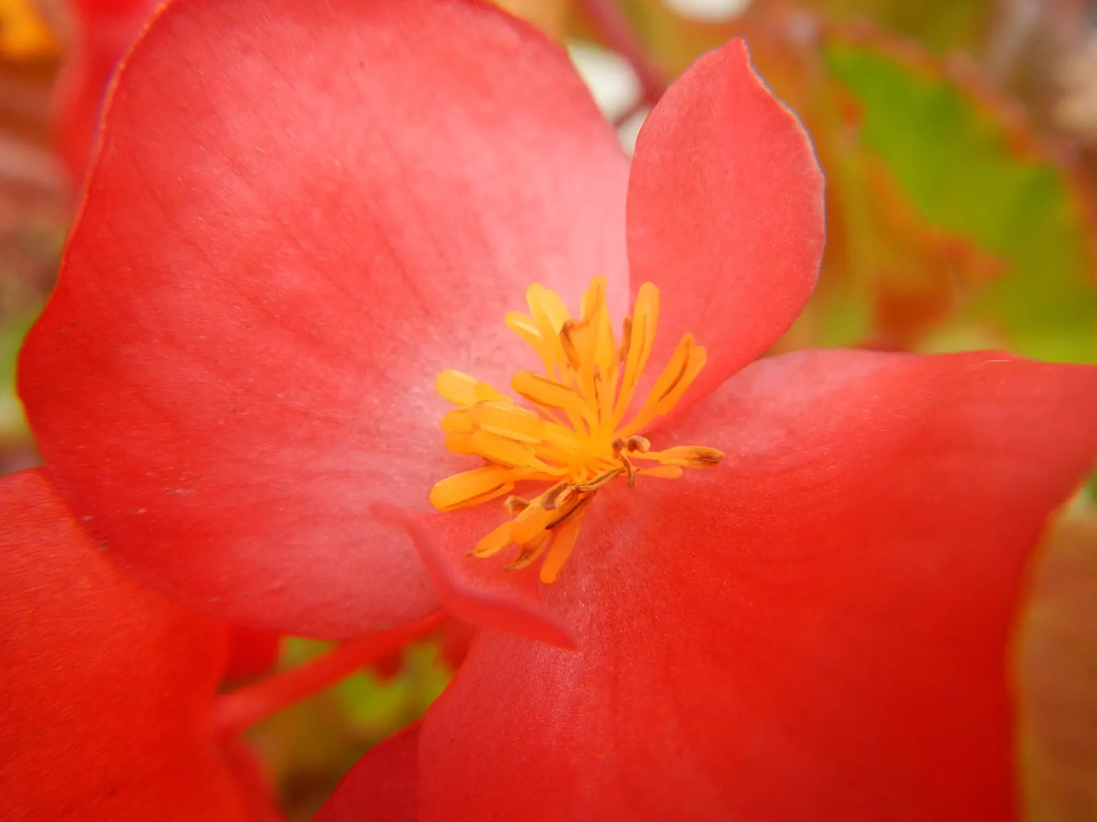 Begonia Cultivars (Begonia hybrid) — but so is avoiding water-logged conditions that can lead to root rot; and they flourish in rich