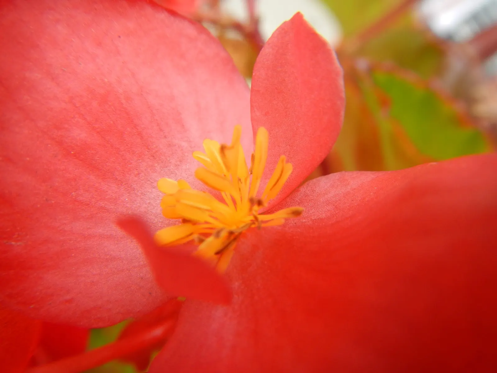 Begonia Cultivars (Begonia hybrid) — They thrive in USDA hardiness zones 3 through 11; presented in hanging baskets or containers