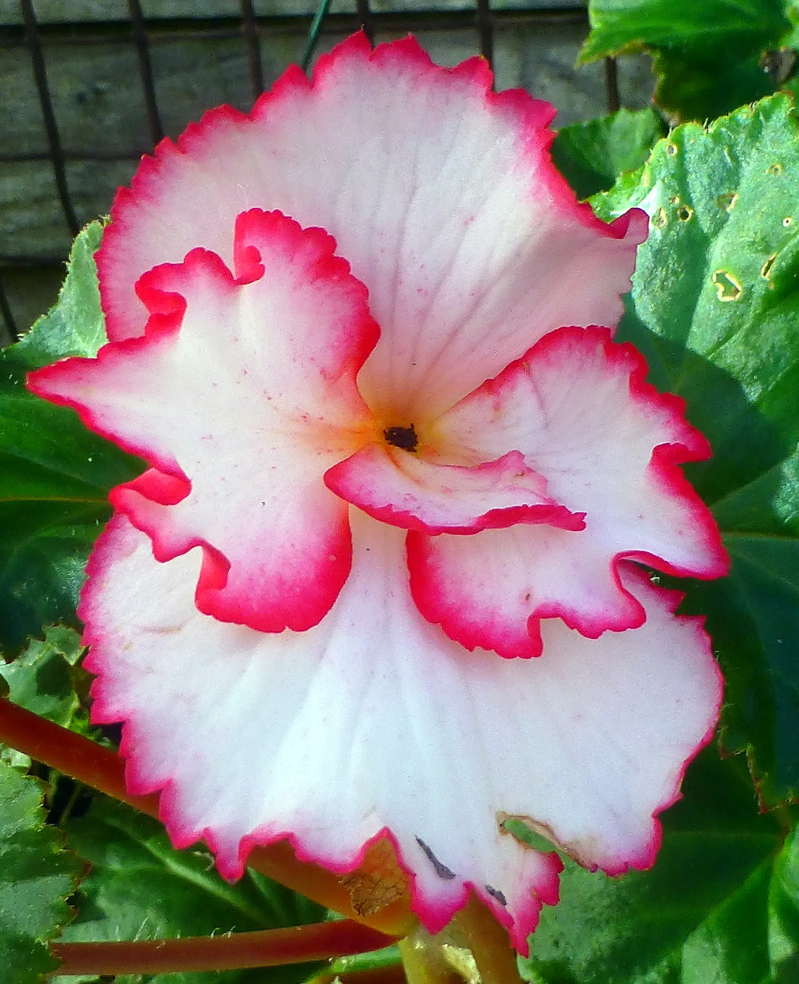 Begonia Cultivars (Begonia hybrid) — but so is avoiding water-logged conditions that can lead to root rot; and they flourish in rich, image 136