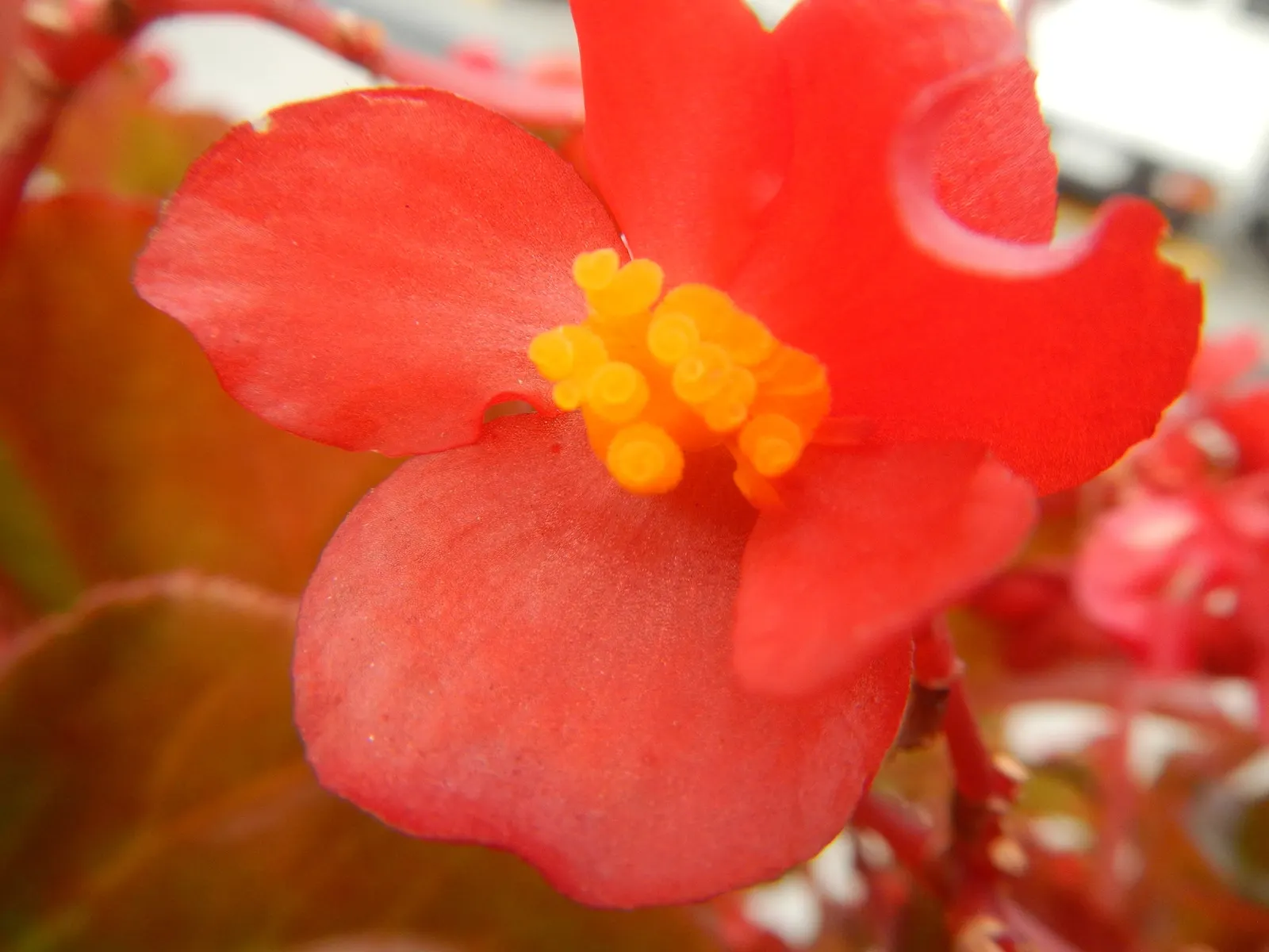 Begonia Cultivars (Begonia hybrid) — These plants prefer morning sun with afternoon shade; allowing them to suit both underplanting and focal point scenarios