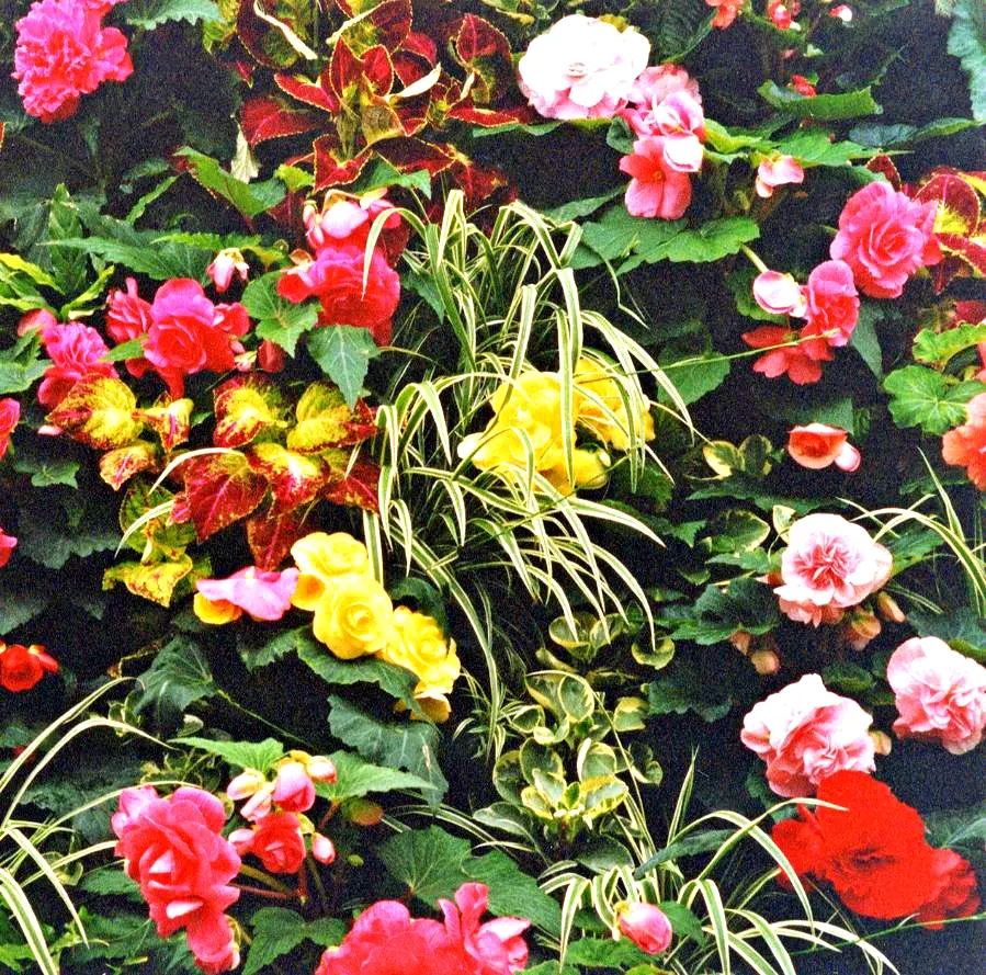 Begonia Cultivars (Begonia hybrid) — but so is avoiding water-logged conditions that can lead to root rot; and they flourish in rich, image 88