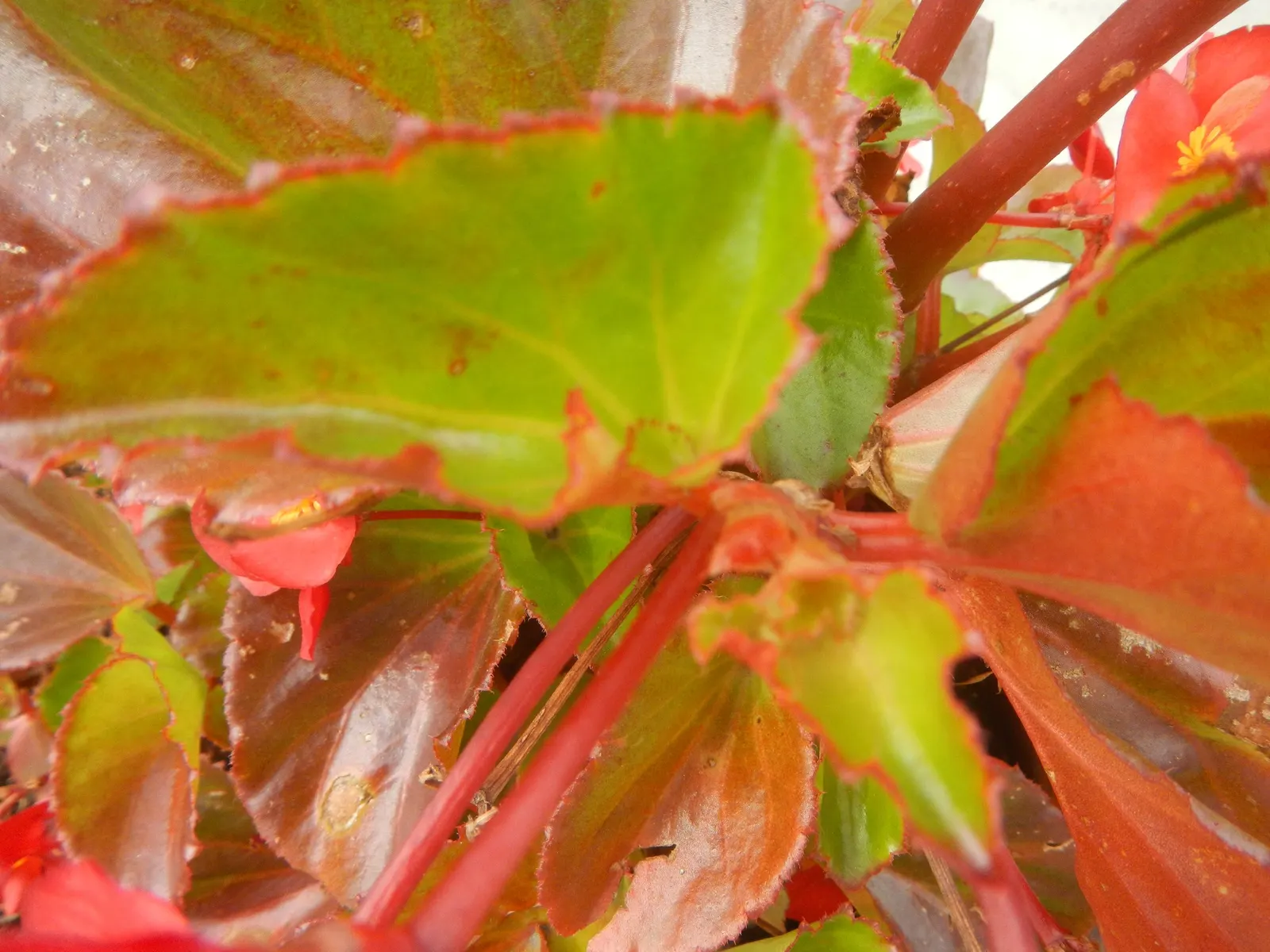 Begonia Cultivars (Begonia hybrid) — Presented in hanging baskets or containers; they thrive in USDA hardiness zones 3 through 11