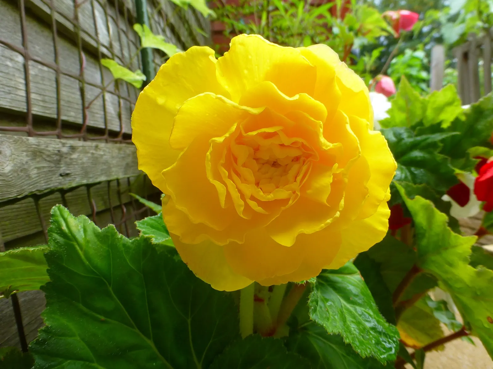 Begonia Cultivars (Begonia hybrid) — pink and red and white flowers in the garden; begonia cultivars present a wide array of stunning and versatile, image 94